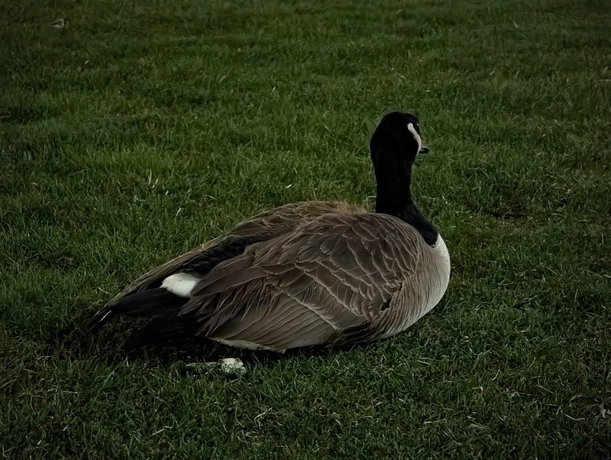 A Wandering Foot or a Heart at Rest?